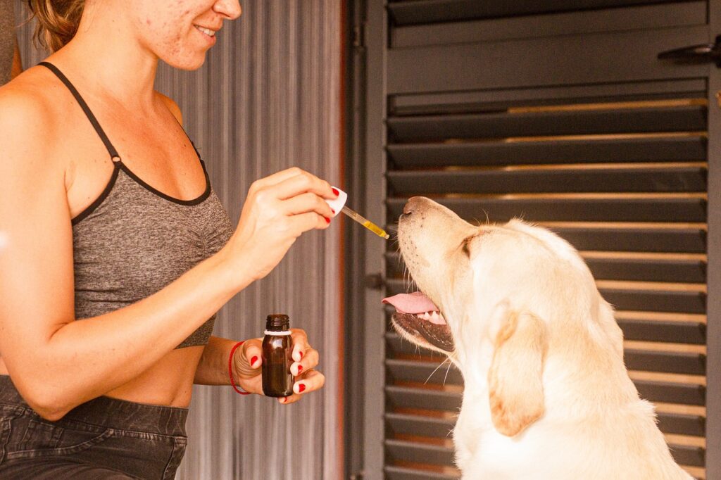 cbd oil, dog, pet-5441195.jpg